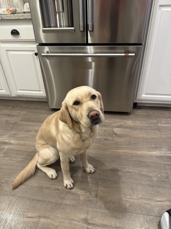 <p>Palm sits in the kitchen looking expectantly up at the camera waiting for her dinner.</p>