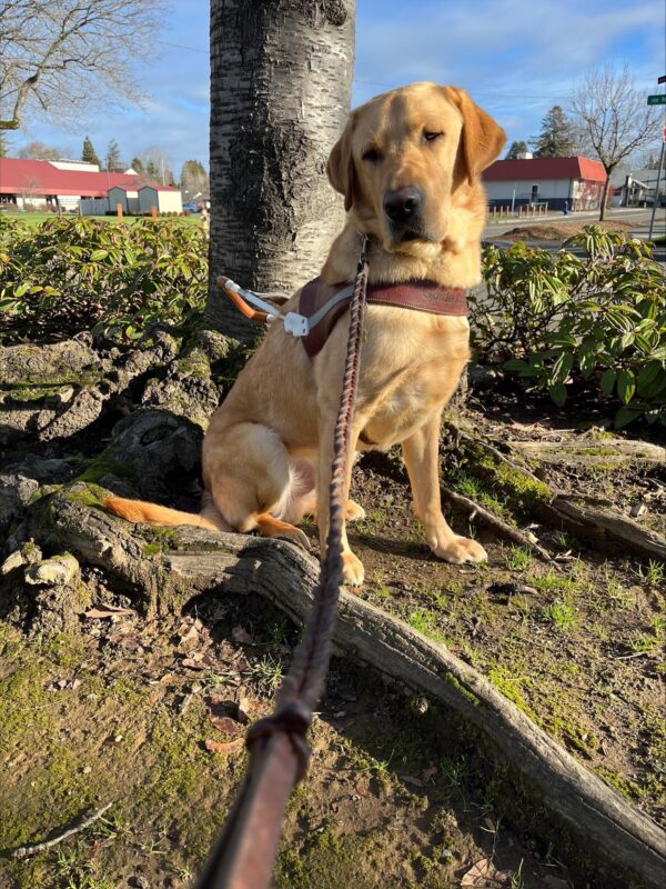 Yellow Labrador male, Duvall is pictured in harness sitting in front of a tree trunk with low bushes in the near background and some white buildings with red roofs in the far background. In the foreground are some raised and twisted roots that are partially covered in moss.