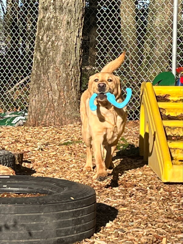 Duvall is a Yellow Labrador Retriever, male picture trotting directly toward the camera. He is holding a blue rubber tug toy shaped like and “S” in his mouth. He is in a bark chip covered play area with a yellow plastic set of stairs on his left and a tire on his right. In the background there is a large tree trunk and the chain link fence.