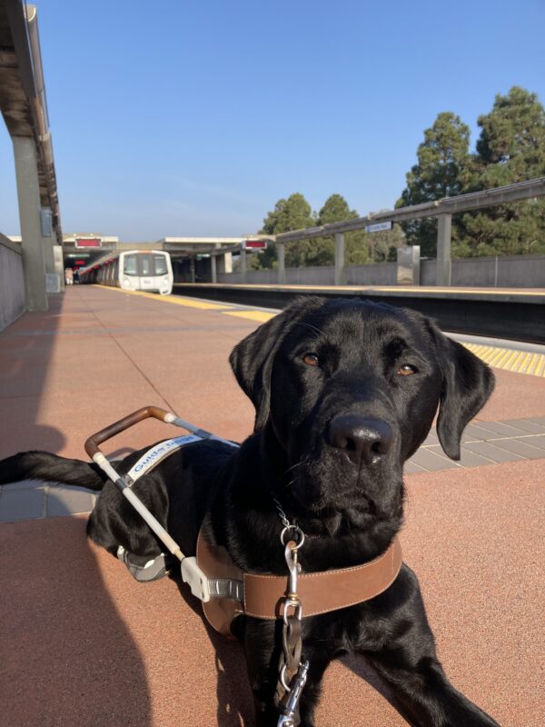 Lonny lays down in harness on a Bart platform looking at the camera. There is a Bart train in the background.