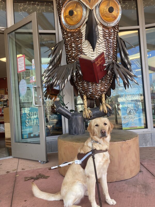 Anya sits in harness in front of a metal owl statue in front of a bookstore in Novato.