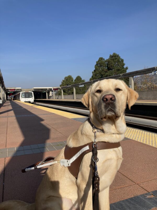 <p>Parker sits in harness on a BART platform.</p>