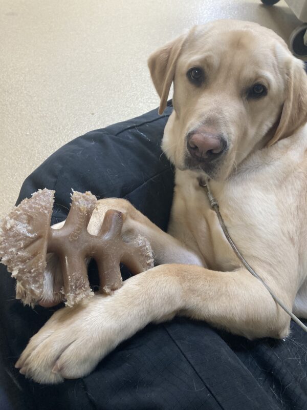 Parker is laying on a black bed on tie-down in the kennel center section. He is holding a fish benebone between his paws.
