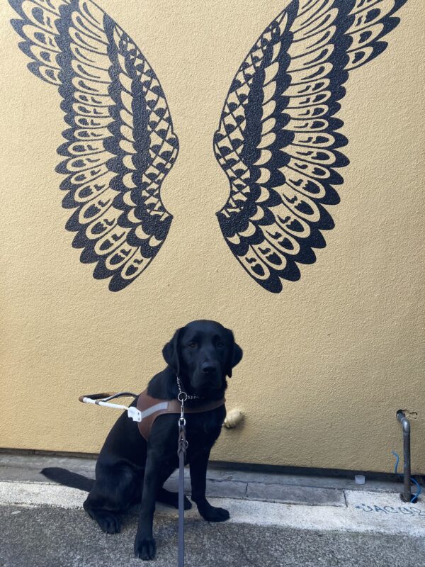 Rinda sits in harness in front of a yellow wall with a mural of black wings.