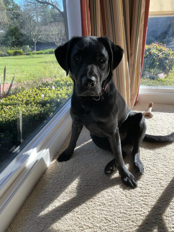 Rinda sits in a sunny spot in her foster care home.
