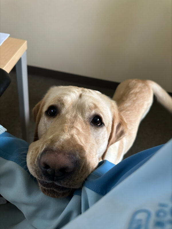 <p>A female yellow lab named “Zena” rests her chin on her instructor’s arm who is seated. Zena is looking up at the camera with her adorable puppy eyes. </p>