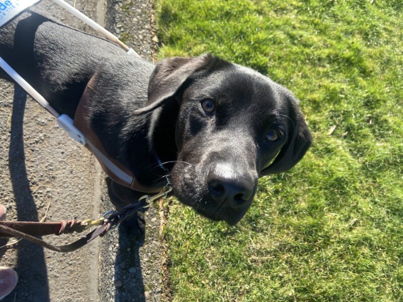 Jimbo, a black Labrador retriever, is standing with his front feet on the curb edge, looking up at the camera, while working a sidewalkless route. He is wearing his harness, green grass is in the background, and his ears are slightly lifted from a gentle breeze.