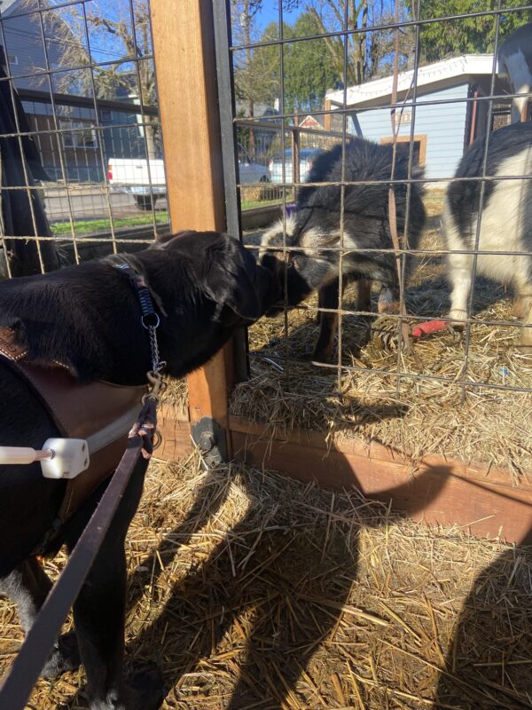 Jimbo, is curiously nose to nose with a tan/black pygmy goat. The goats enclosure has straw on the ground and a baby blue house in the background.