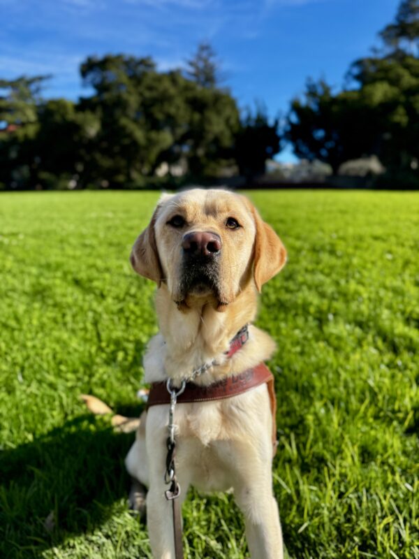 Verve, a yellow Labrador Retriever, is sitting on green grass with his harness on. The UC Berkeley campus is visible in the background.