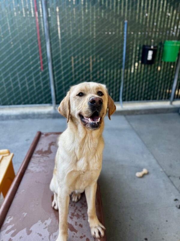 Verve, a yellow Labrador Retriever, is sitting on a red community run play structure.