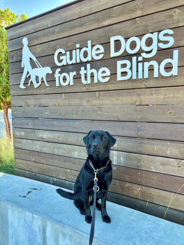Hallmark sits on a concrete wall on the California campus. Behind her is a wooden wall with Guide Dogs For The Blind written in white on it. Green foliage and blue skies peek out from the sides.