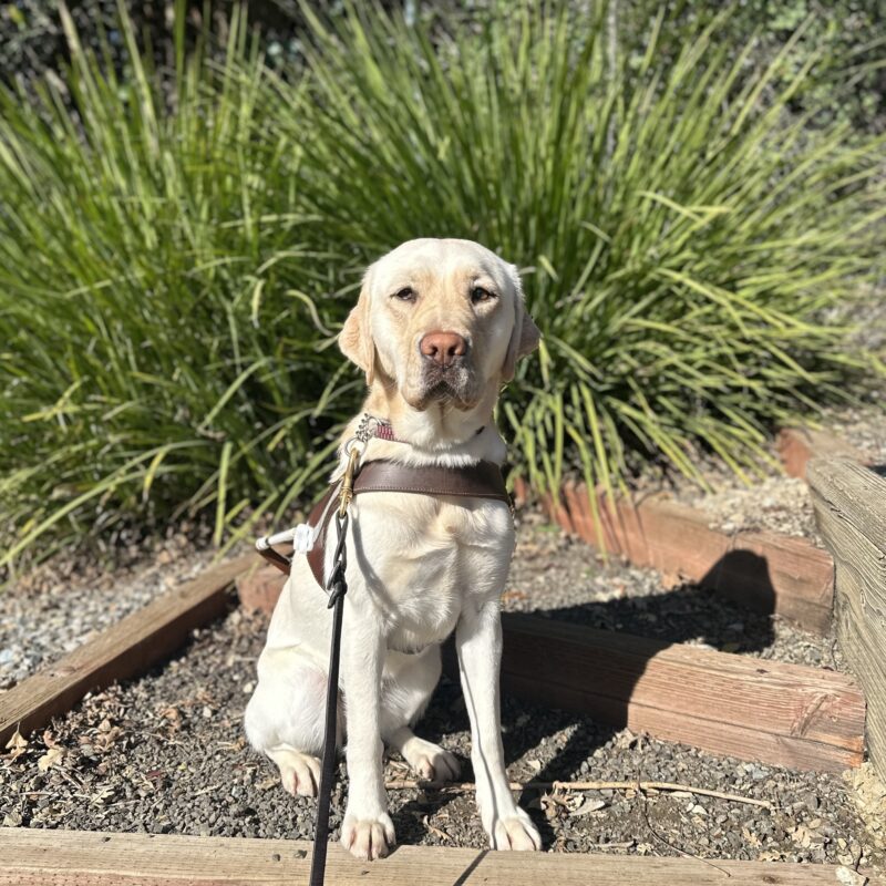 <p>Prosecco is in harness sitting on dirt steps with green bushes in the background.</p>