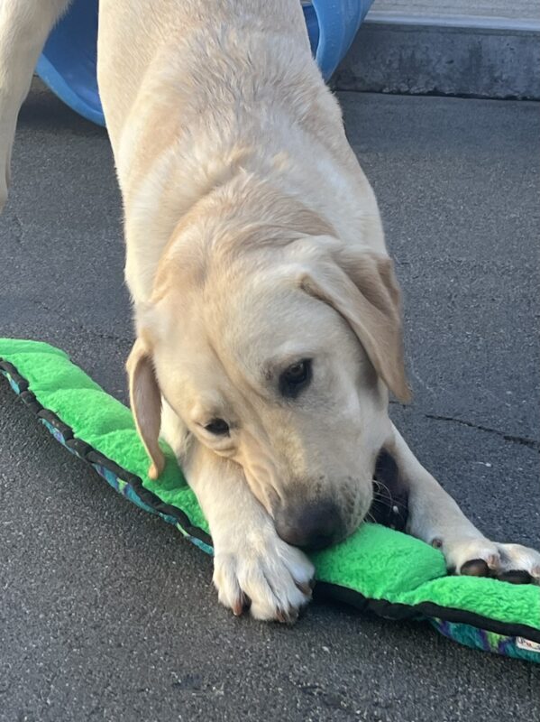 Wally is pictured in a bow position while chewing on a stuffed snake toy.