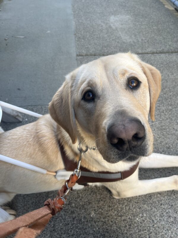 Wally is laying on the ground next to his handler and staring sweetly up at the camera. He is wearing his harness.