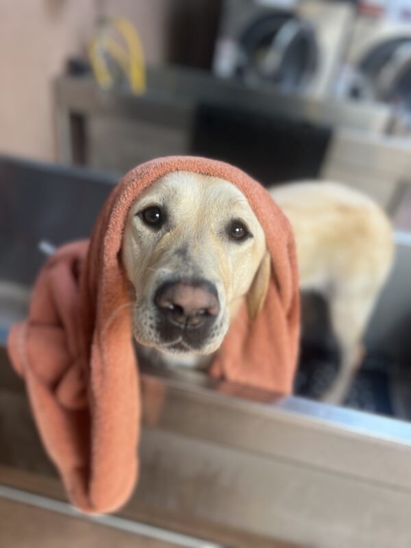 Valla is pictured standing in a metal bath tub with a orange towel draped over her head. She is staring at the camera.