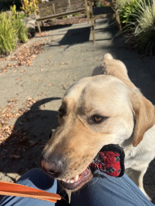 Lynx is pictured standing in front of his handler while holding a red stuffed toy. In the background a bench and some plants are shown.