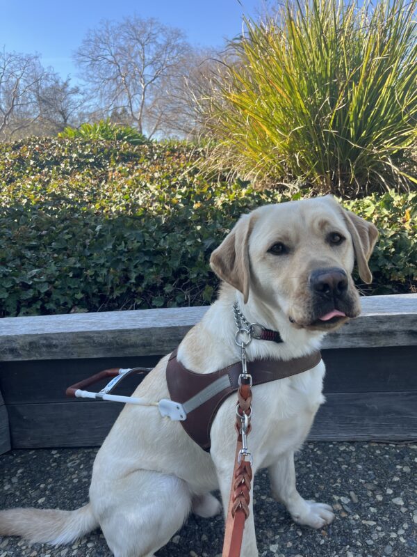 Lynx is pictured sitting in front of a planter box while wearing his harness. He is staring at the camera with his tongue sticking slightly out.