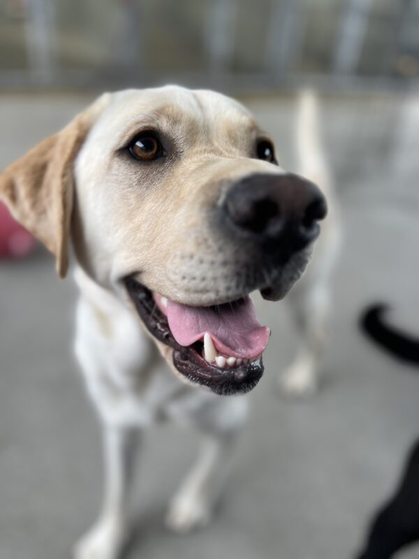 <p>Bidwell takes a break in Community Run, looking off to the right of the camera frame with his mouth open in a relaxed, playful smile.</p>