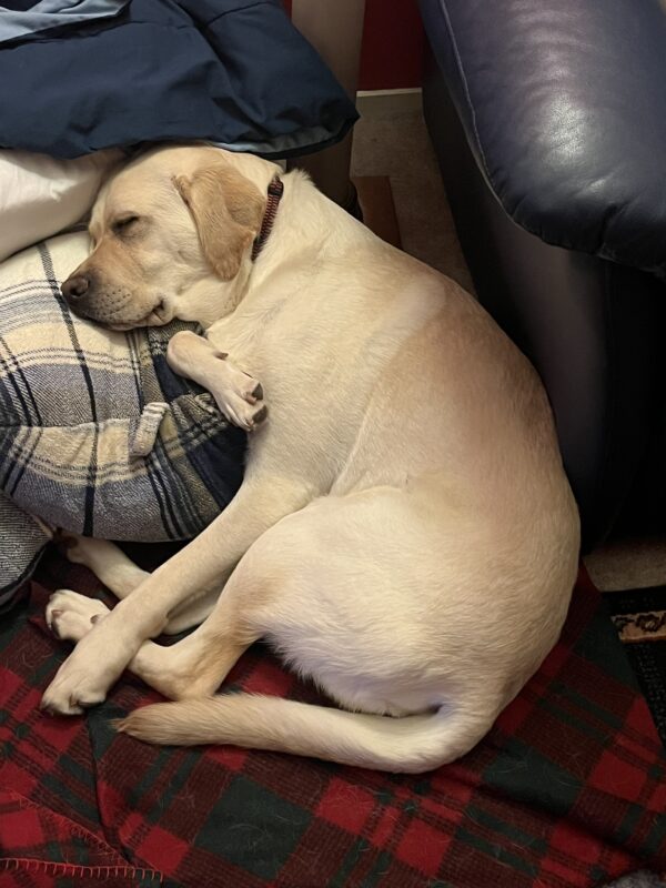 <p>Bidwell snuggles up for a nap in a pile of flannel blankets.</p>