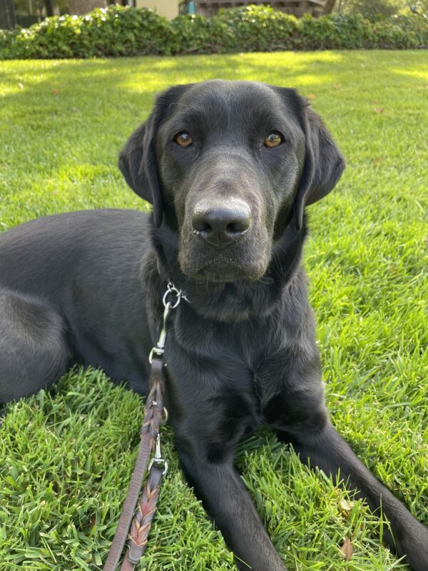 <p>Bailey enjoys a sunny afternoon laying in the lush green grass.</p>