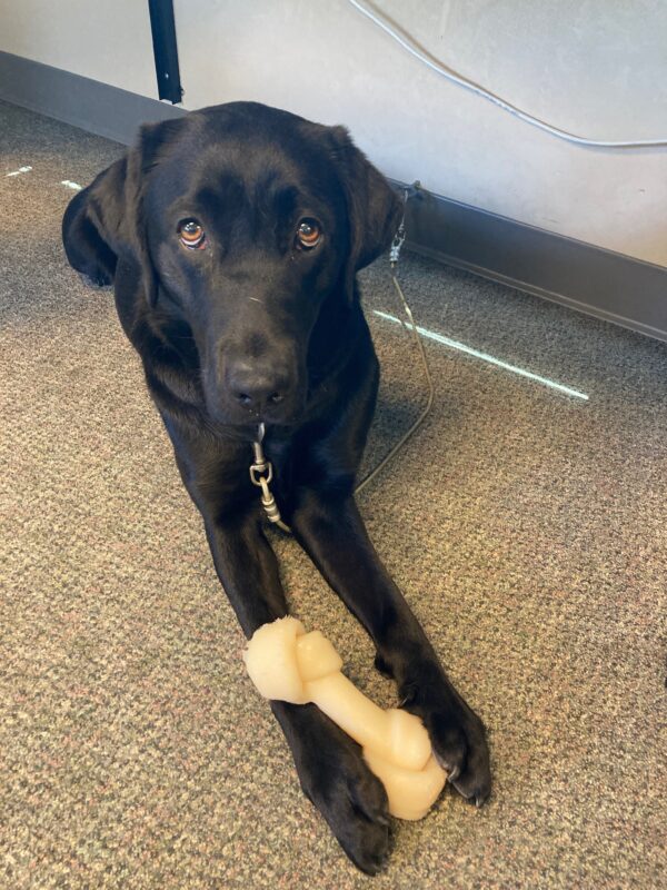 <p>Bailey practices settling under a desk in the training office. She has a Nylabone between her front feet.</p>