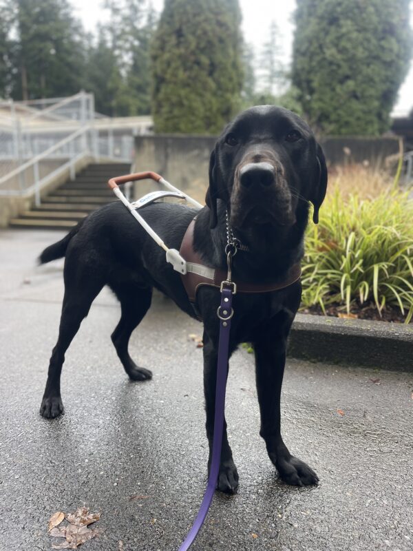 Zabo, a male black Labrador, stands in harness in front of a wooden bench and greenery. He is wagging his tail looking at the camera.