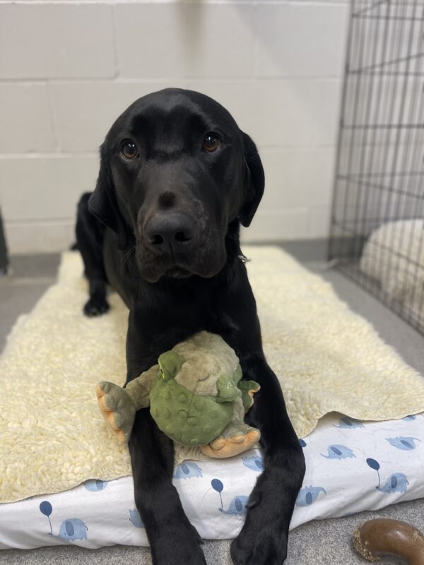 Zabo, a male black Labrador, lays on a soft bed and fleece on tie down. He has his favorite green frog stuffy in between his front legs.