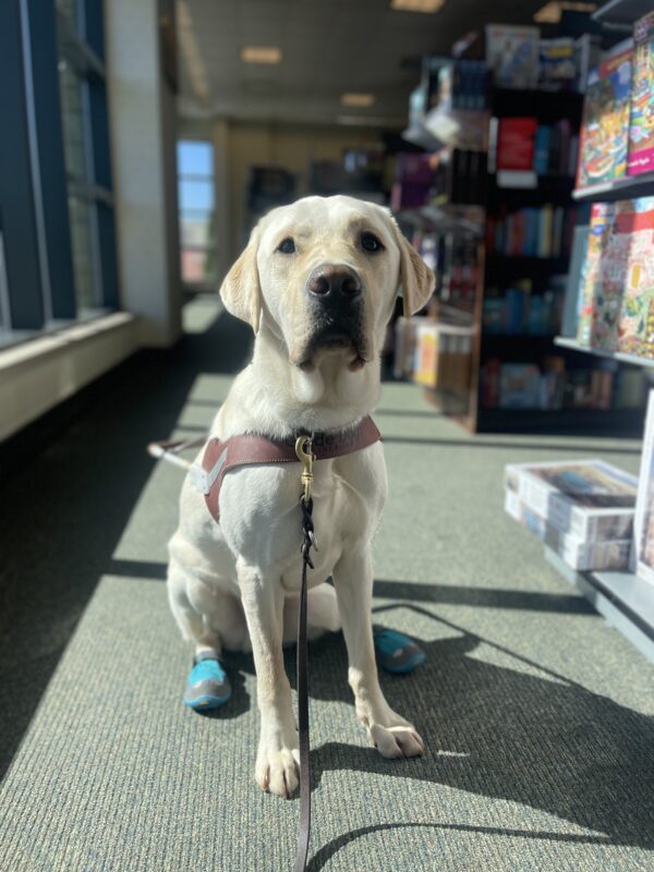 Wilshire, a male yellow Labrador, sits in harness with his teal booties on the back, in Barnes and Noble. He sits in front of a window which lights up his lovely yellow coat.
