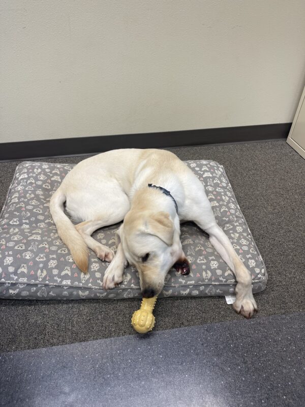 Wilshire, a male yellow Labrador, lays on a soft bed in my office. He is chewing on a extra large peanut butter bone!