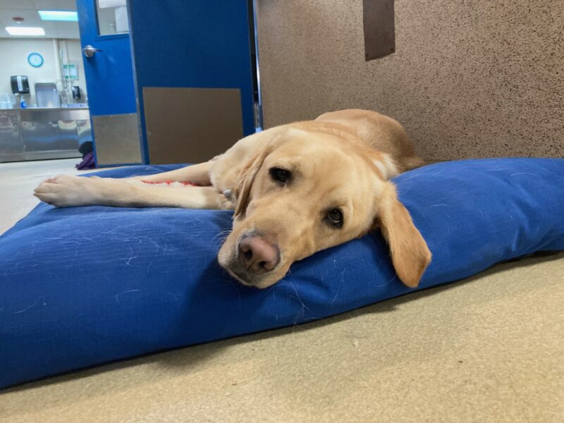 Anya lays down with her head hanging off of a blue dog bed in the kennel center section.