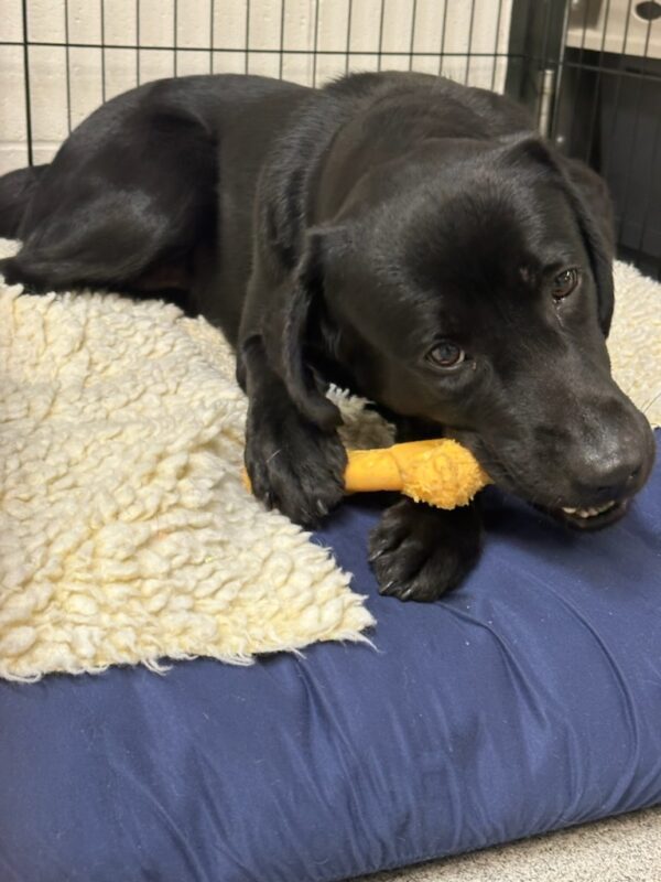 Minnow is laying in an x-pen on a cozy blue bed with fleece on top of it. She is chewing on her yellow cheese shaped nylabone and looking towards the camera.