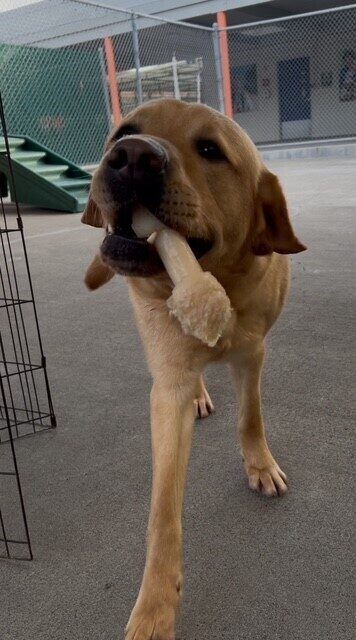 A close-up of Arrow walking towards the camera with a bone in his mouth. Behind him is the fence around the play area and a large green play structure.