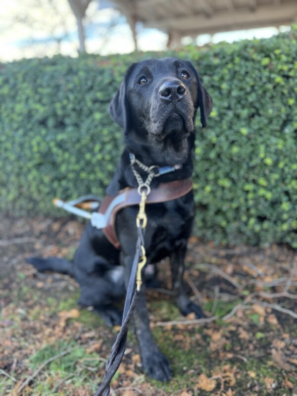 Brindle lab, Autumn, sits in front of green shrubs while wearing her harness. She is looking into the camera sweetly.