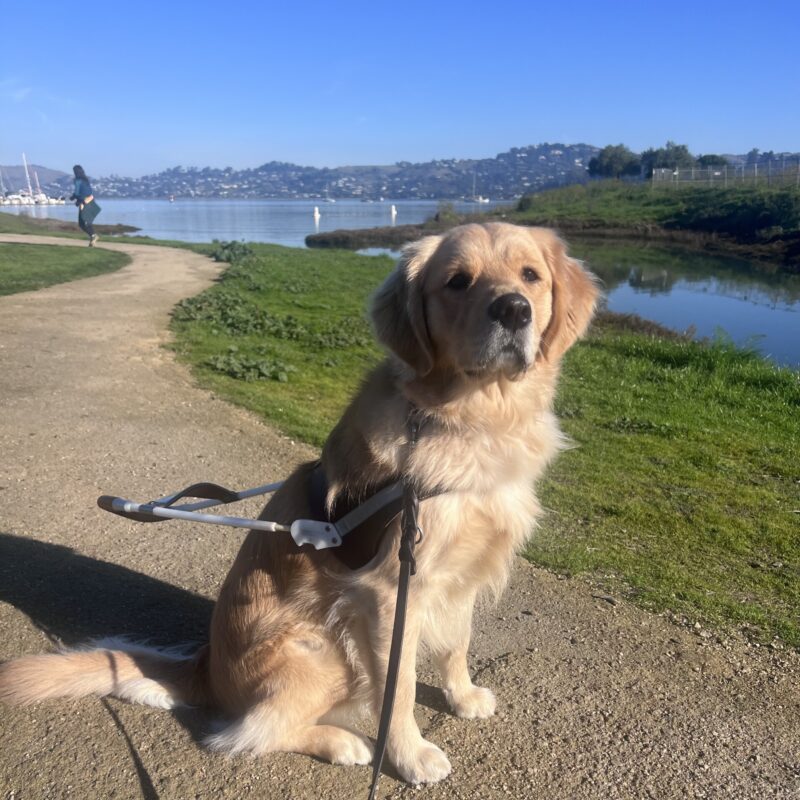 Benissa is sitting on a winding path with the San Francisco Bay behind her. She is wearing her harness and is looking up at the camera with a focused expression on her face.