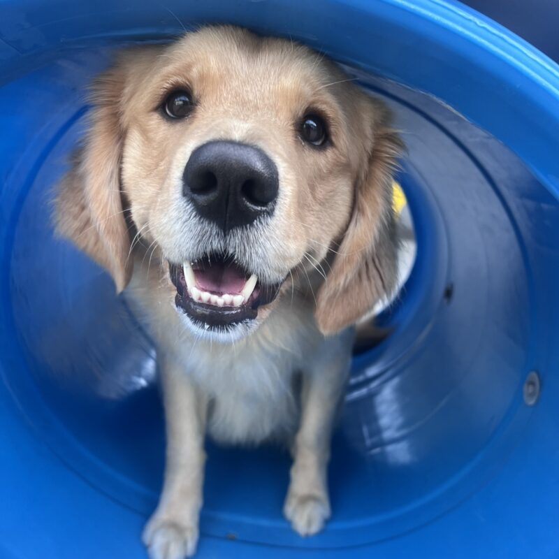 Benissa is in community run and is sitting in a blue play structure shaped like a tunnel. She is gazing up at the camera with her mouth open in a happy smile.