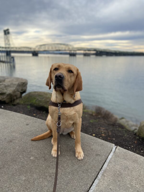 Brulee sits on the downtown Vancouver waterfront on a partly cloudy day in her guide dog harness. She is attentively looking at her handler. Behind her is the river and in the distance is a bridge.