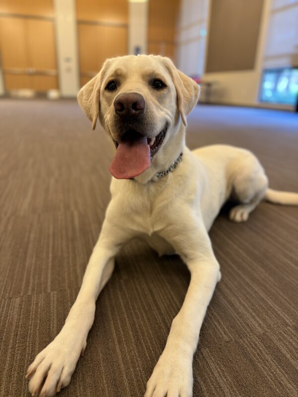 <p>Caper lays on the carpet in the GDB Assembly Room after playing a game of fetch. His ears are perked up and his tongue is hanging out as he pants.</p>