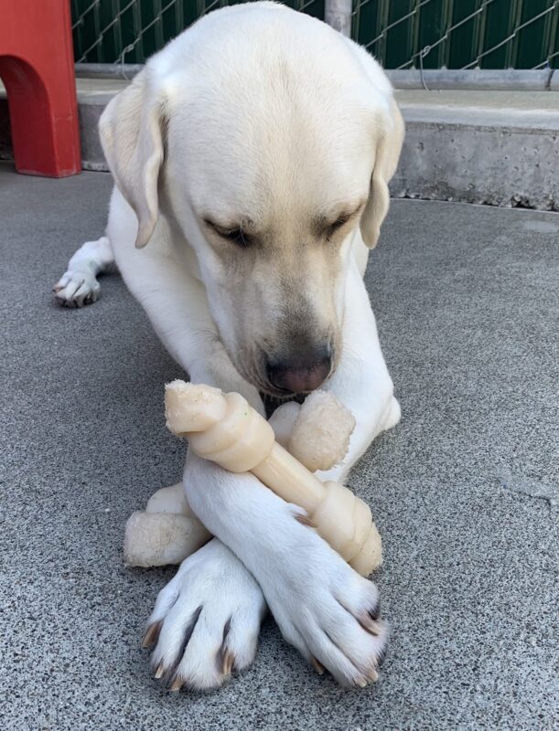 <p>Caper lays in the Community Run yard with two nylabones crisscrossed between his front feet.</p>