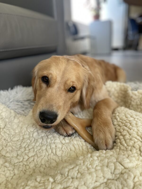 Cezanne lays on a soft, plush bed covered with a fleece while chewing on a benebone.