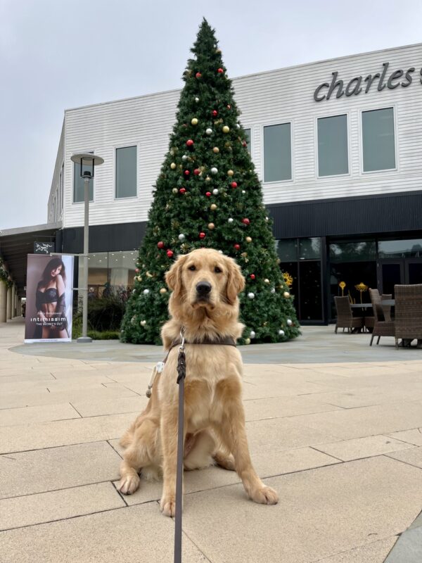 Charmaine is pictured sitting in harness in front of a very large christmas tree, located at an outdoor mall.