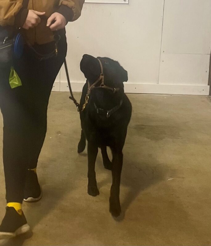 Black Lab Cinder looking up at her handler during a training session