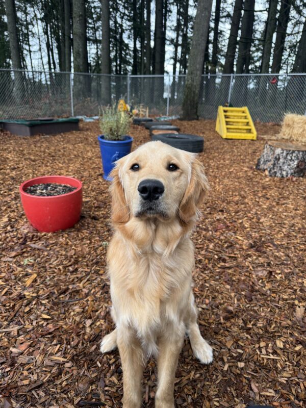<p>Cory pauses during play time to sit for a photo.  He is in the exercise yard on the OR campus and behind him are plants in brightly painted pots as well as some tires and a yellow set of stairs.  </p>