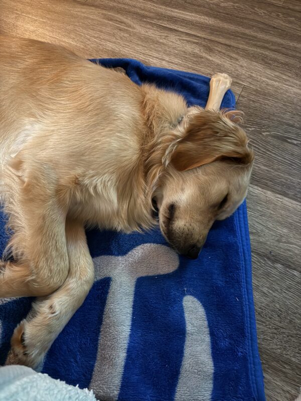 <p>Cory snuggles up fast asleep on a blue and grey fleece blanket.  There is a discarded nylabone behind his head.</p>