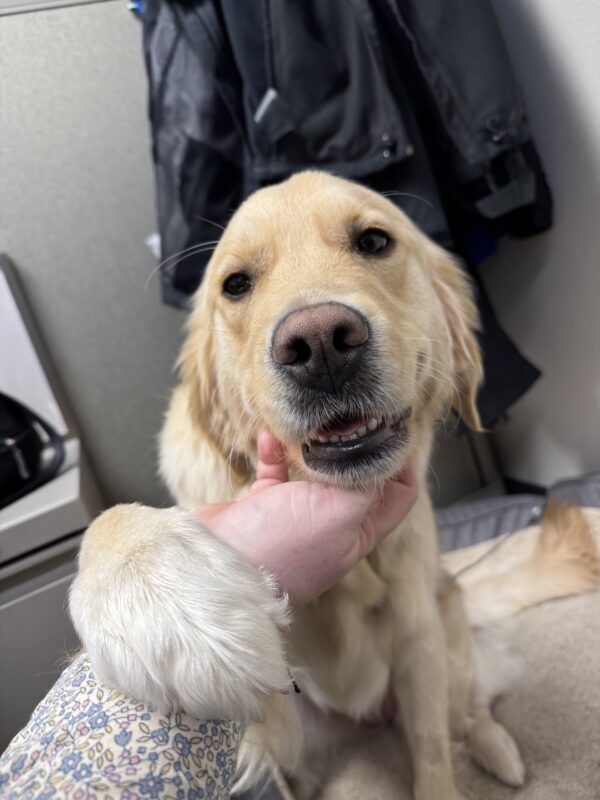 Female coated cross, Deedee, sits on a dog bed while receiving chin scratches. Her bottom teeth are peeking out while she smiles and looks into the camera with her paw on my hand.
