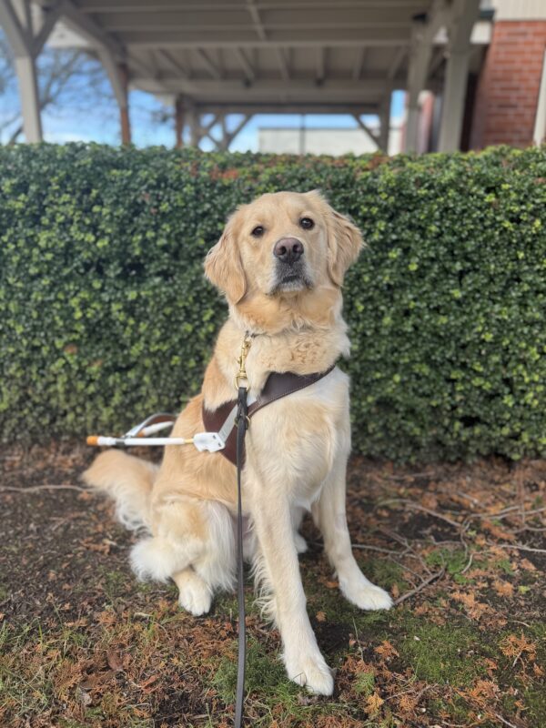 Female coated cross Deedee sits in front of a green shrub wearing her harness. She is looking into the camera seriously.