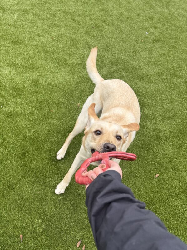 Denny plays tug with his handler in the grassy free run area. He is facing the camera, tugging on a red tug toy, with both of his ears flapping back. His handler's arm is in the frame holding the toy.