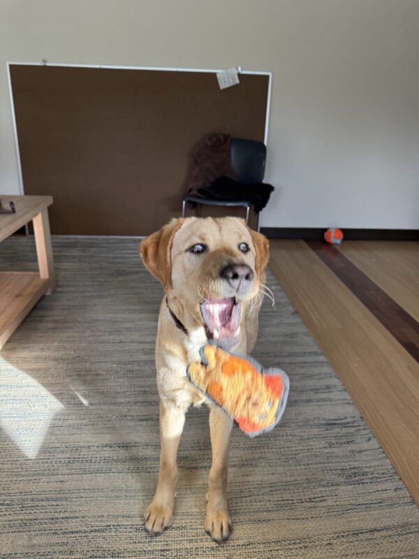 Dexter's eyes and mouth are both open as wide as possible as he attempts to catch an orange soft toy being thrown in the air. He is standing on all 4 paws and is located inside of a room with wood flooring and a gray rug beneath his feet.