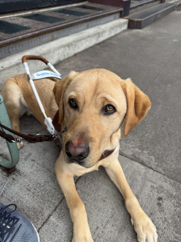 Dexter is lying down in harness on cement. He is settling nicely next to his handler.