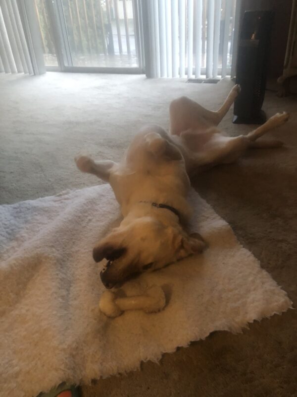 Donovan lays on his back on a fleece rug with his feet in the air. He reaches his head toward a Nylabone that is just out of reach.