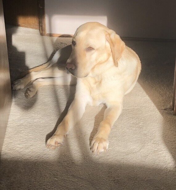 Donovan lays on the carpet in a patch of sunshine at his foster care home.